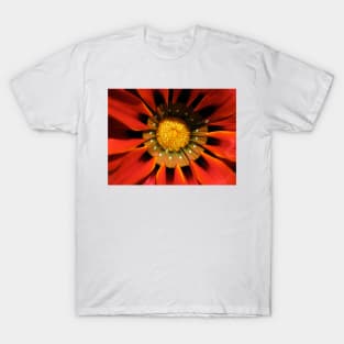 Gazania 1 T-Shirt